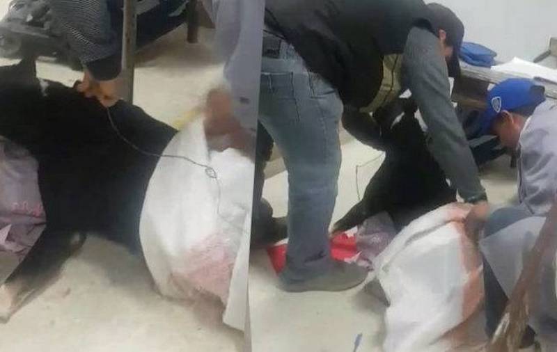 نابل: فتح تحقيق امني في حادثة دخول كلب الى مدرسة