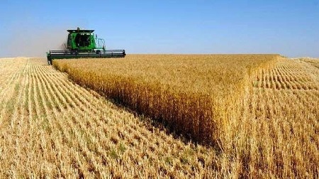 جندوبة: توقعات بإنتاج 1.5 مليون قنطار من الحبوب