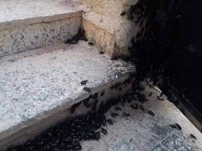وزارة البيئة :ظاهرة الصراصير السوداء”عادية “