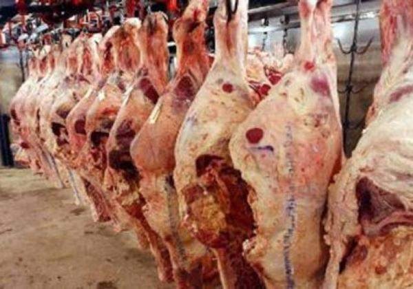 50 بالمائة من لحوم الابقار المذبوحة “غير مراقبة “