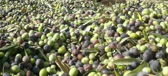جلمة: إلقاء الزيتون في الطريق العام وغلق الطريق الوطنية رقم 3