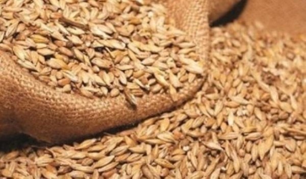 حجز 8 أطنان و 140 كغ من الشعير العلفي في الروحية