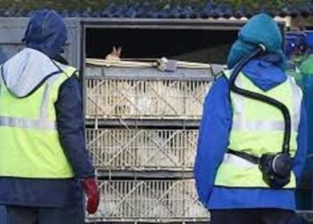 فرنسا: إعدام مليوني بطة بسبب انفلونزا الطيور