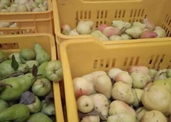 حجز 120 طنا من الإجاص بمخزن تبريد في منوبة
