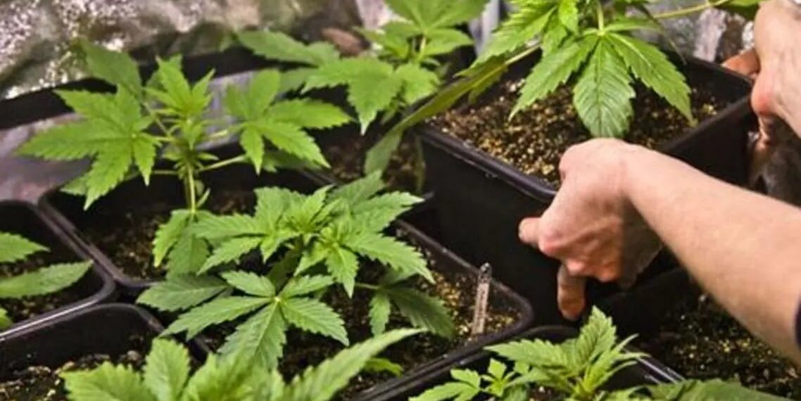 إيطاليا توافق على زراعة القنب الهندي في المنازل