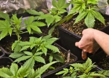 إيطاليا توافق على زراعة القنب الهندي في المنازل