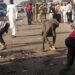 مقتل 18 شخصا في مسجد شمال نيجيريا على يد مسلحين