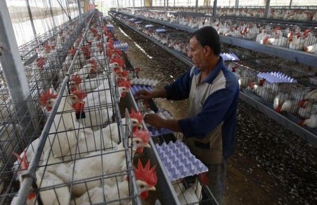 مربو الدواجن يضغطون: إما الترفيع في الأسعار او إيقاف تزويد السوق بالبيض