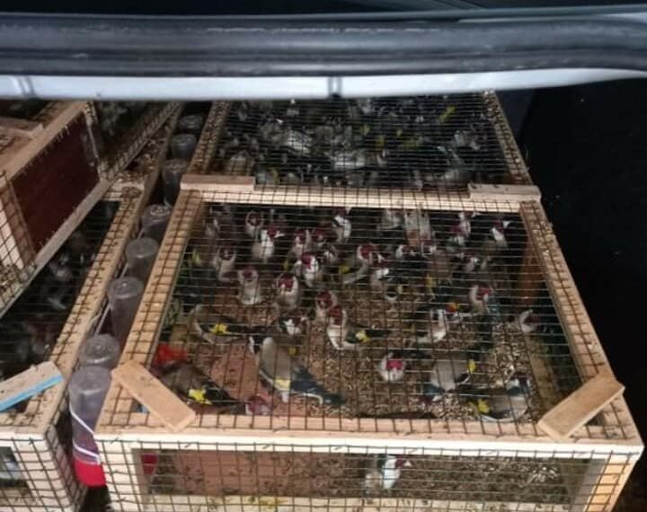 الديوانة: إحباط محاولة تهريب 420 طائرا من نوع الحسون