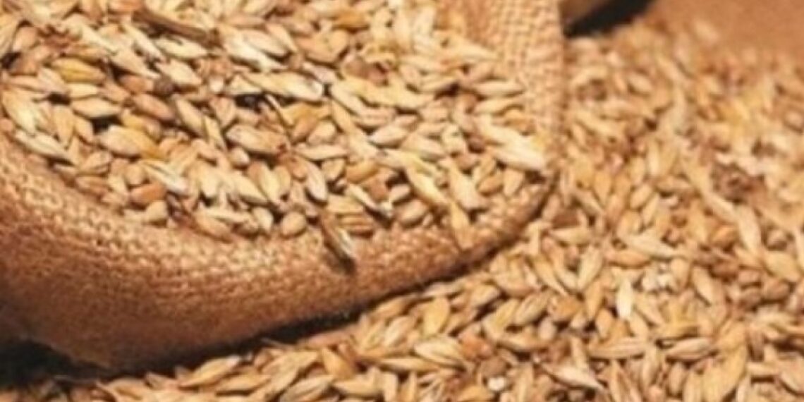وزارة الفلاحة: تواصل توفير الحصص الشهريّة من مادتي الشعير والسداري بنفس الوتيرة