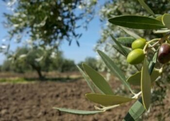 660 مليون دينار ..خسائرتونس السنوية من صادرات زيت الزيتون مع حلول سنة 2050