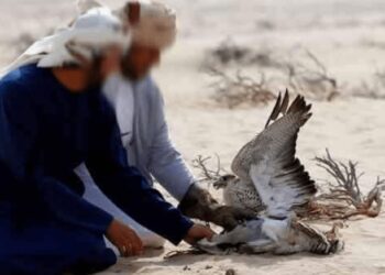 المنتدى التونسي للحقوق الاقتصادية والاجتماعية:” أثرياء الخليج ينتهكون السيادة الوطنية”
