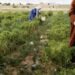 اتفاقية جديدة لتوفير التغطية التأمينية للعاملات الفلاحيات