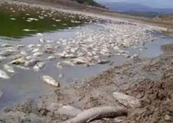 الأرجنتين.. العثور على 40 طنا من الأسماك النافقة على طول ساحل بحيرة ألبيرتي