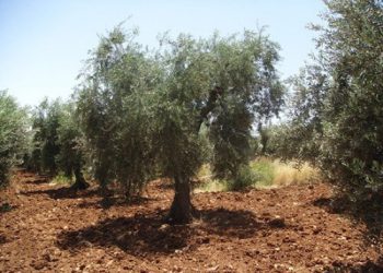 القصرين : تضرر حوالي ألف هكتار من الزيتون والفستق