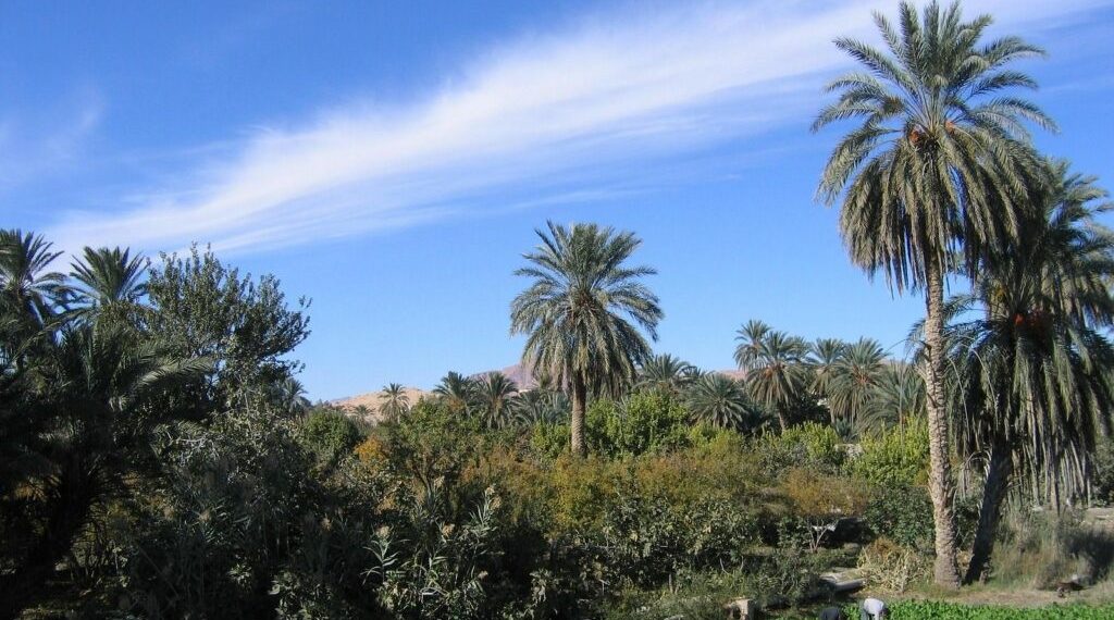 القطاع الواحي في تونس: حزام قفصة الأخضر في قبضة التغيرات المناخية