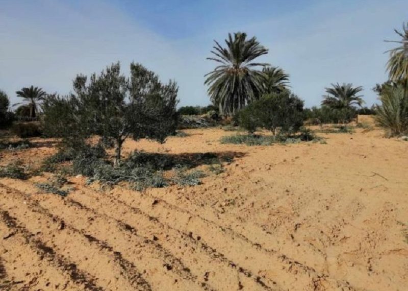 استرجاع عقارين دوليين فلاحيين بمعتمدية جربة ميدون