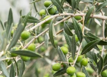 خبير في السياسات الفلاحية: المخاطر القصوى قد تتسبب في ضياع ثلث محصول الزياتين والحبوب