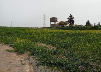 بني خلاّد: استرجاع عقار دولي فلاحي يمسح 56 هك