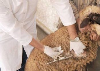غرفة الأطباء البياطرة تتمسك بقرار مقاطعة التوكيل الصحّي