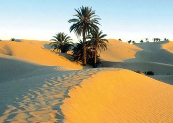 مجلس الوزراء يصادق على أمر إحداث ديوان تنمية الجنوب والصحراء