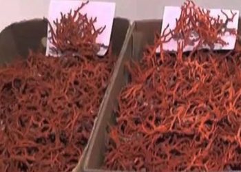 طبرقة: حجز كمية من المرجان مخفية بأحد المنازل