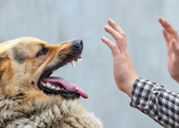وفاة 20 تونسيا بداء الكلب خلال 3 سنوات