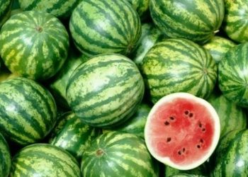 نقابة الفلاحيين: “الدلاع سليم ولا يشكل خطورة على صحة الإنسان”