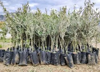 الانطلاق في غراسة 5000 شجرة بمحيط مطار النفيضة الحمامات الدولي