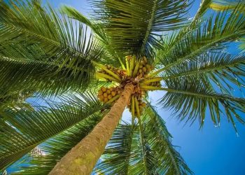 وزارة الفلاحة: إجراءات لمكافحة آفة سوسة النخيل الحمراء