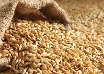 تونس تطرح مناقصة عالمية لشراء 75 ألف طن من علف الشعير