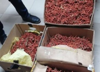 بنزرت: حجز أكثرمن 1 طن من المرجان وإيقاف 3 أشخاص بينهم أجنبي