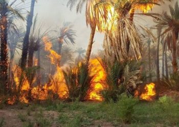 توزر: احتراق حوالي 100 أصل نخيل بالواحة القديمة