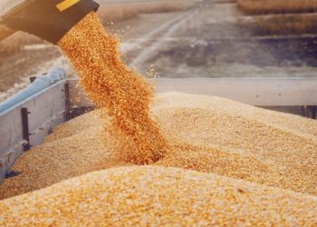 إلى غاية 18 جوان: تجميع حوالي 4.572 مليون قنطار من الحبوب