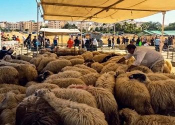 المغرب: حملات واسعة لمنع بيع الاضاحي… وتواصل إغلاق أسواق المواشي