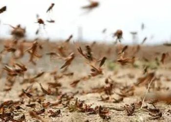إقرار تكوين فرق مشتركة بين 3  ولايات لرصد واستكشاف الجراد الصحراوي