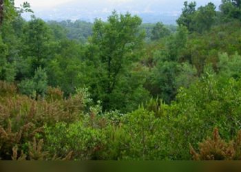 تونس تخطط لرفع الكساء الغابي إلى 16% من المساحة الجملية