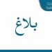 عفو رئاسي خاص على عدد من المحكوم عليهم بمناسبة عيد الجمهورية
