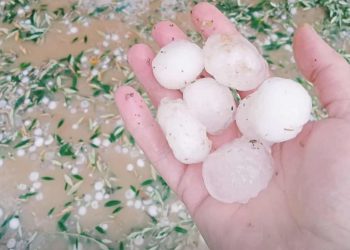 القصرين: أضرار كبيرة تطال الزياتين والأشجار المثمرة بسبب ‘التبروري’ والرياح العاتية