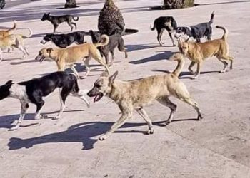 مدينة الزهراء: حملة مكثّفة لقنص الكلاب السائبة