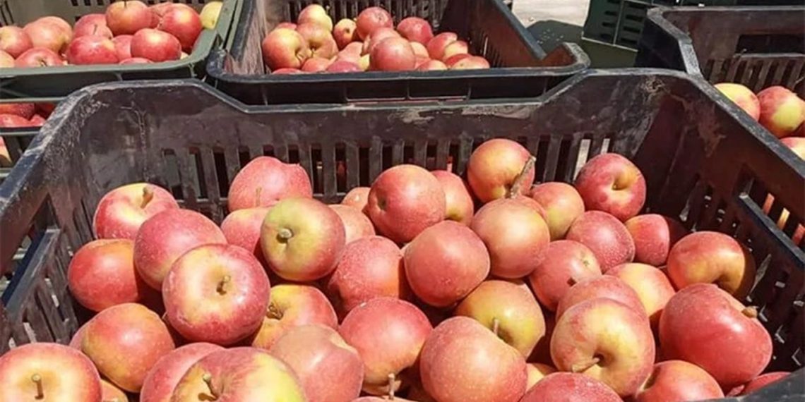 تطوّر هام في إنتاج التفاح بالقصرين