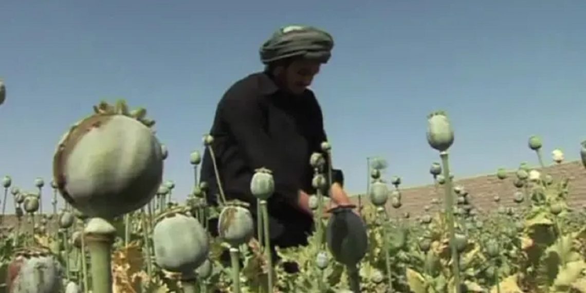 الأمم المتحدة: تراجع زراعة الأفيون في أفغانستان 20%