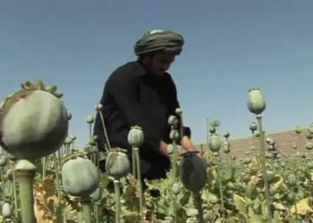 الأمم المتحدة: تراجع زراعة الأفيون في أفغانستان 20%