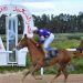 مركض سباق الخيل بقصر السعيد: رفع الحجر الصحي واستئناف السباقات
