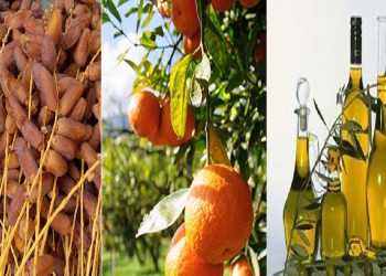وزير التجارة : ضرورة العمل على إنجاح خزن وترويج زيت الزيتون والتمور والقوارص