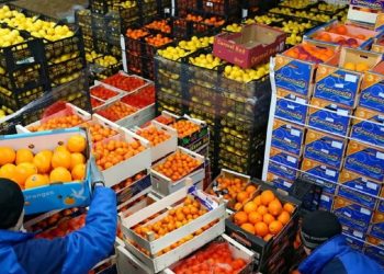 صادرات الفلاحة والصناعات الغذائية نحو المغرب تتجاوز 338 مليون دينار