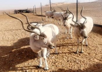تطاوين: تقدّم أشغال تهيئة الحديقة الوطنية صنغر الجباس ومحمية وادي دكوك