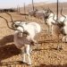 تطاوين: تقدّم أشغال تهيئة الحديقة الوطنية صنغر الجباس ومحمية وادي دكوك