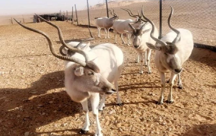 تطاوين: تقدّم أشغال تهيئة الحديقة الوطنية صنغر الجباس ومحمية وادي دكوك