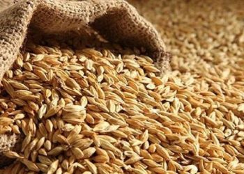 تونس تطرح مناقصة لشراء 50 ألف طن من علف الشعير